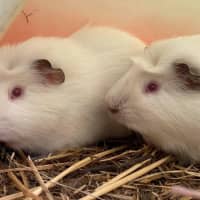 Photo of Bailey, Landon And Wooly 