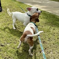 Photo of Gary And Willow 