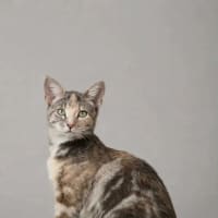 Photo of Peanut