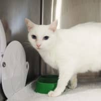 Photo of Mr Tony Now Tofu