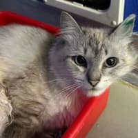 Photo of Elsie