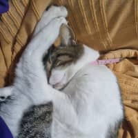 Photo of Daisy