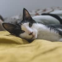 Photo of Domino And Ludo 