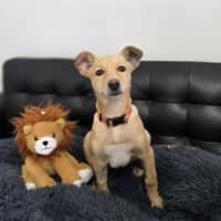 Photo of Comet 