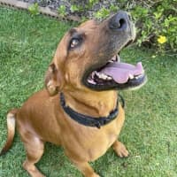 Photo of Bear   5 Year Old Ridgeback