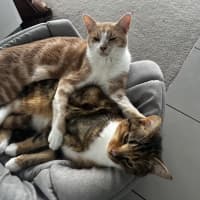 Photo of Nala & Bowie