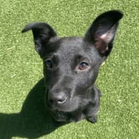 Photo of Tilly