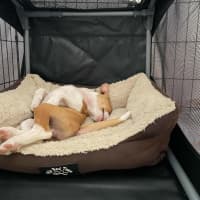 Photo of Penny