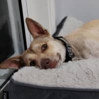 Photo of Mack   2 Year Old Chihuahua X Staffy