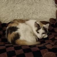 Photo of Finch