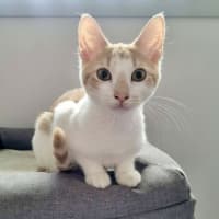Photo of Henry