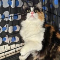 Photo of Roxy
