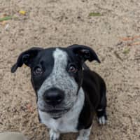 Photo of Mustang Sally