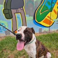 Photo of Loki (67932)