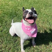 Photo of Pookie Imp 199