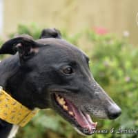 Photo of Charlotte (Jingalong Lottie)