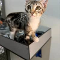 Photo of Leila (Ex Opalite)