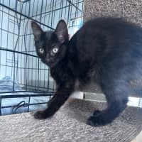 Photo of Savannah