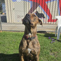 Photo of Tigress