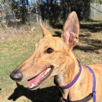 Photo of Wiggles