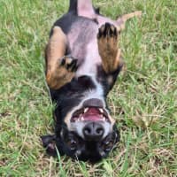 Photo of Rusty Dusty