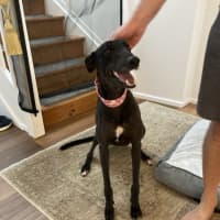 Photo of Misty, The Greyhound