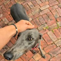 Photo of Smokey