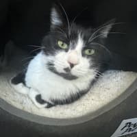 Photo of Misty