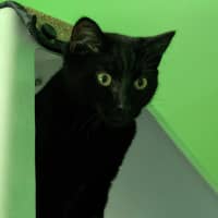 Photo of Melonpan