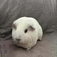 Photo of Snowball