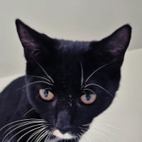 Photo of Riley (9032)