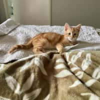 Photo of Rusty
