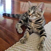 Photo of Lady Whiskerson 