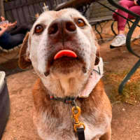 Photo of Zarleigh (66002)