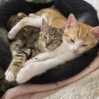 Photo of Maddox & Maverick