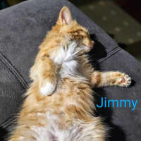 Photo of Jimmy Meet Me @Petstock Carrum Downs Store