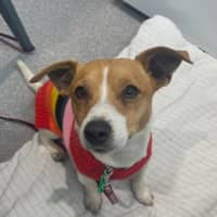 Photo of Archie