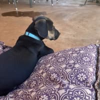 Photo of Roxy