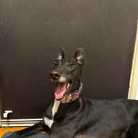 Photo of Violet, The Greyhound