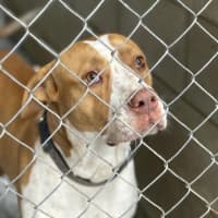 Photo of Rocky *$250 Adoption Fee*