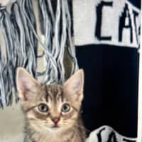 Photo of Meet Pebbles@Petstock Carrum Downs