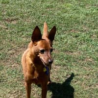 Photo of Nacho