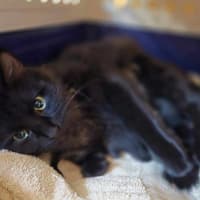 Photo of Lady