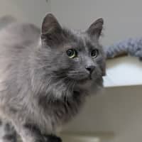 Photo of 🎩 Horatio 6189 🎩