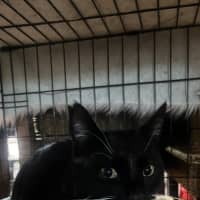 Photo of Sylvester