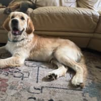 Photo of Milo
