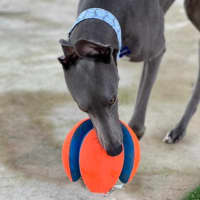 Photo of Bluey The Greyhound