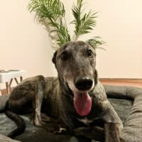 Photo of Jeff, The Greyhound