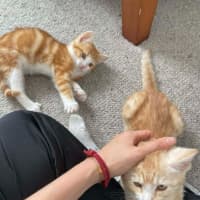 Photo of Macaroni Kitten