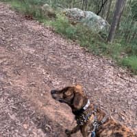 Photo of Buzz   9 Month Old Mixed Breed